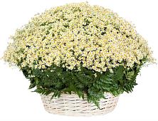 Цветочная композиция из Ромашки в корзине #REPLACE_PRED# Колюбакино